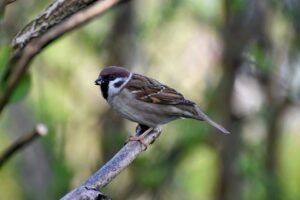 sparrow, bird, animal-8708722.jpg