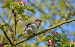 sparrow, bird, ornithology-8710685.jpg